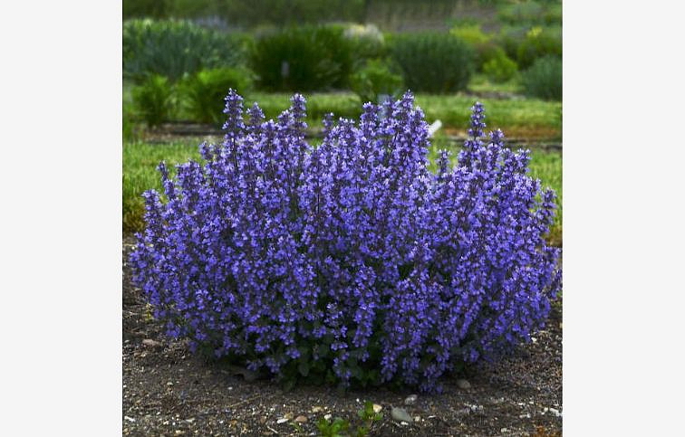 Kocúrnik hybridný Cats Pajamas - Nepeta, kont. 0,5 l