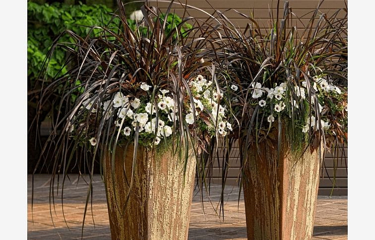 Perovec Vertigo - Pennisetum, kont. 1 l