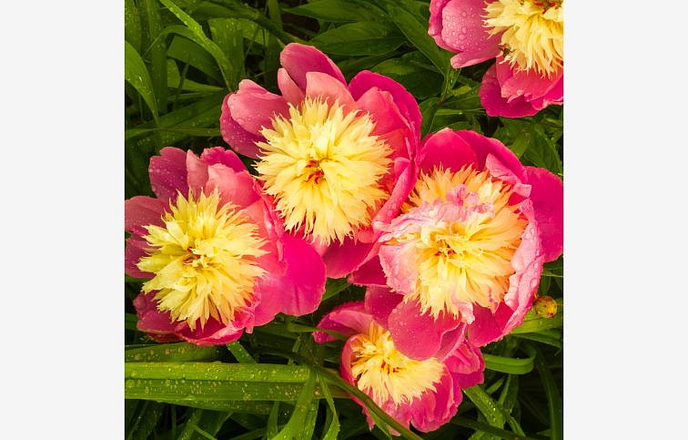 Pivonka bylinná Bowl of Beauty - Paeonia lactiflora kont. 1,5 l