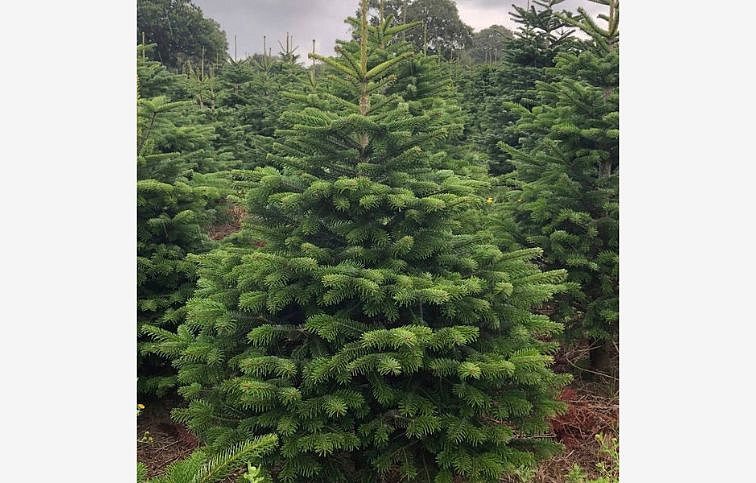 Jedľa normandská 30-50 cm, kont. 5 l