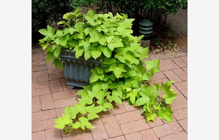 Povojník batatový Marguerite - Ipomea, kont. 0,5 l