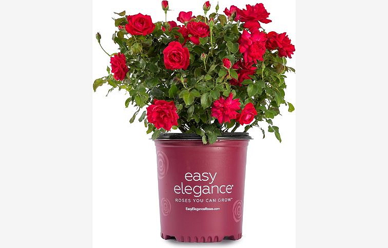 Ruža kríková Easy Elegance Super Hero - Rosa, kont. 2 l