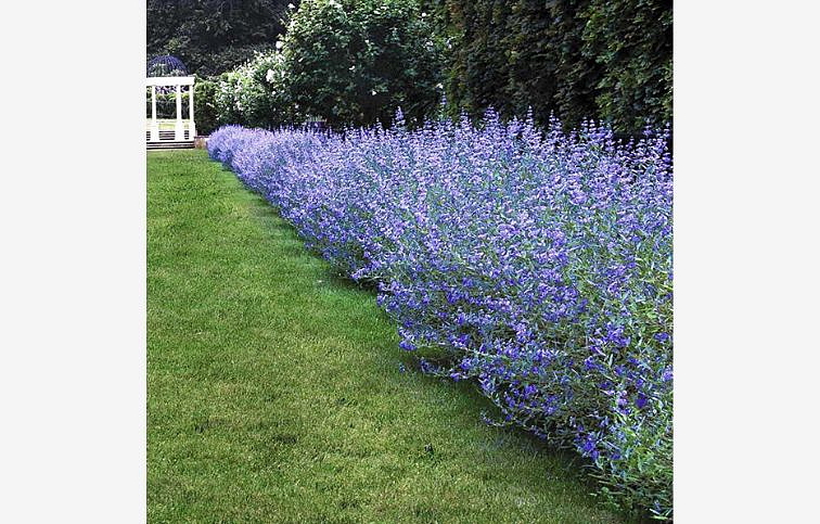 Bradavec klandonský Dark Knight - Caryopteris, kont. 1 l