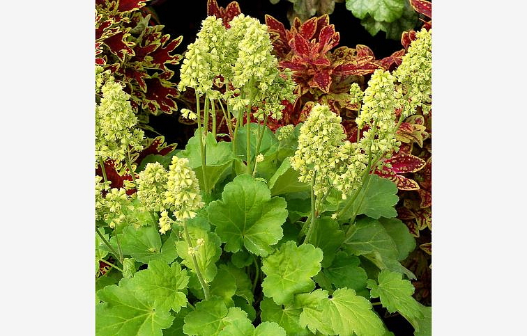 Heuchera Blondie in Lime, kont. 0,5 l