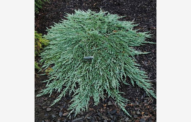 Borievka rozprestretá Pancake, kont. 3 l