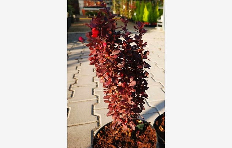 Dráč Thunbergov Red Tower 30-50 cm, kont. 2 l