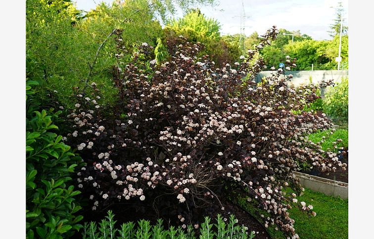 Tavoľa kalinolistá Andre 30-40cm - Physocarpus opulifolius kont. 2 l