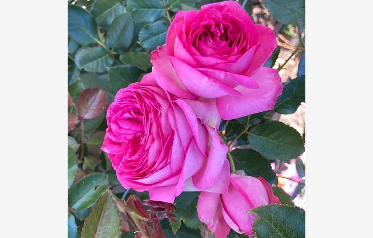 Ruža popínavá Pierre De Ronsard Rosa 140-200 cm - Meilland, kont. 5 l