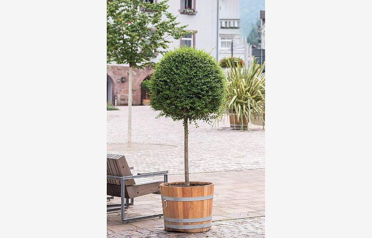 Vtáčí zob vždyzelený na 80cm kmeni, v.120-130cm, obv. km. 6-8cm-Ligustrum jonandrum, C25 l
