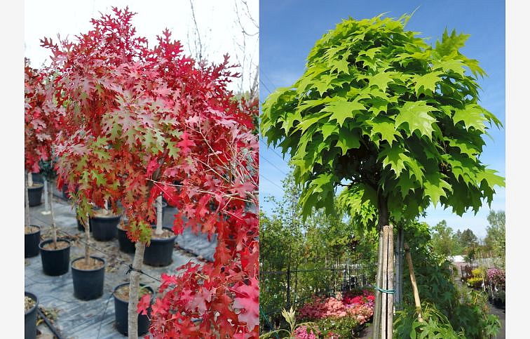 Dub červený HAAREN na 140-150cm kmienku, výška 170-190cm, obv. kmeňa 8-10cm, kont. 12 l