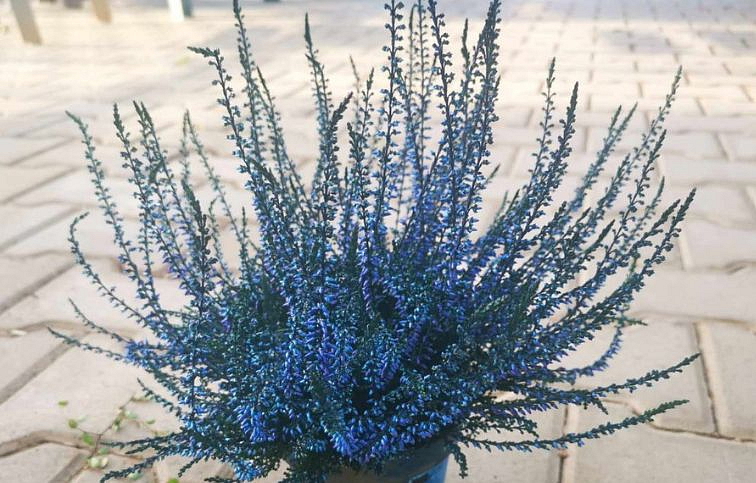 Vres Garden Girls farbený modrý, kont. p11