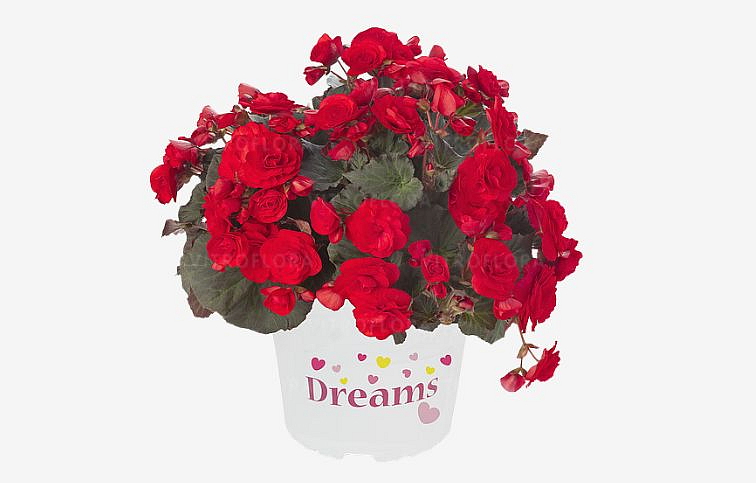 Begónia Solenia Red Imp., kont. 0,7 l