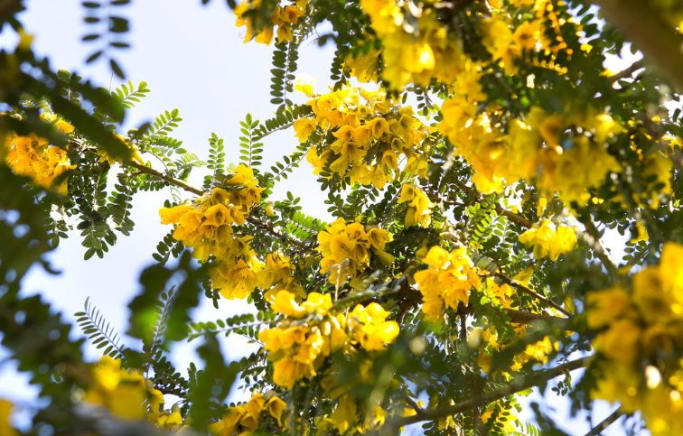 Sofora drobnolistá Sun King na 210-220cm kmeni, v. 250-300cm, obv. km. 10-12cm, kont. 35