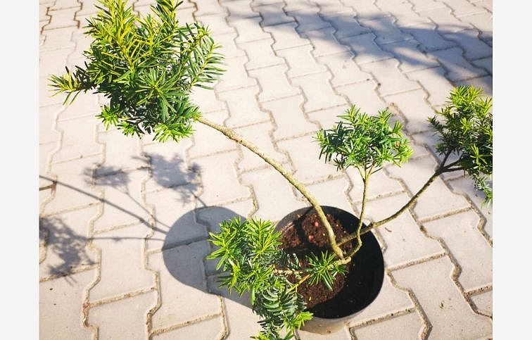 Tis obyčajný Summergold bonsaj 40-70 cm, kont. 5 l