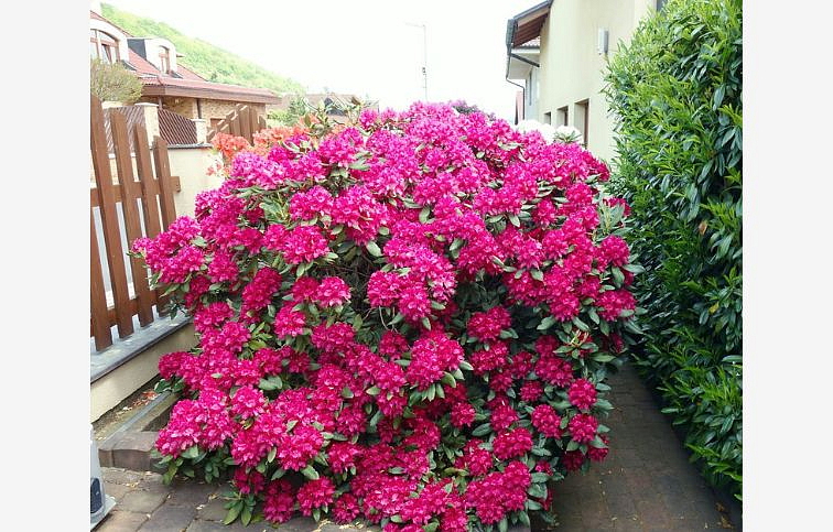Rododendron hybridný Nova Zembla 20-30cm - Rhododendron kont. 2 l