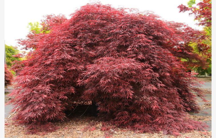 Javor dlaňovitolistý Inaba-Schidare na kmienku 110-120 cm, obvod kmeňa 8-10cm, kont. 30 l