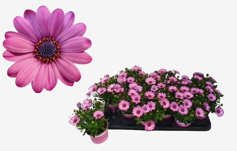 Africká sedmokráska Pink - Osteospermum, kont. p10,5