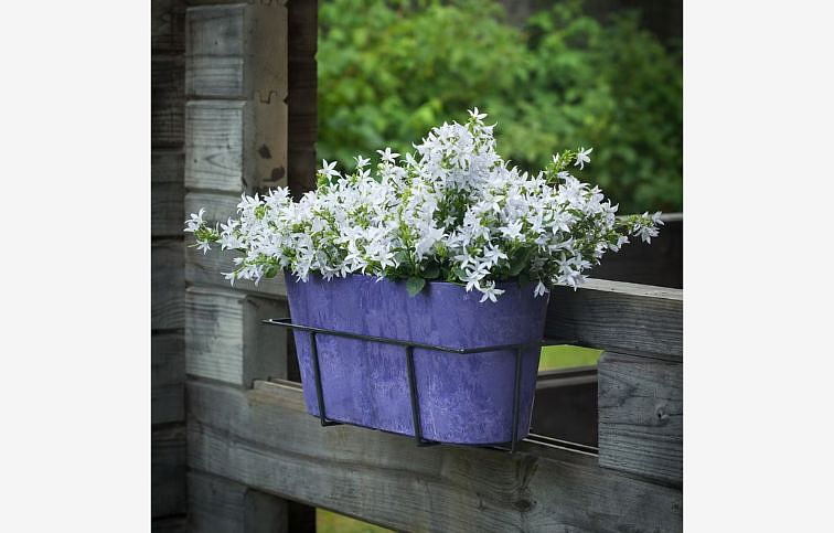 Zvonček portenschlagiana White Get Me, kont. p10,5