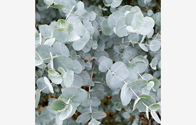 Eukalyptus gunnii na 70-90 cm kmienku, výška 130-150 cm, kont. 15 l