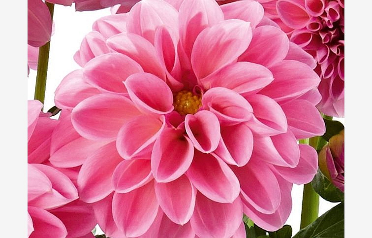 Georgína Imagine Power Rose - Dahlia, kont. 0,7 l