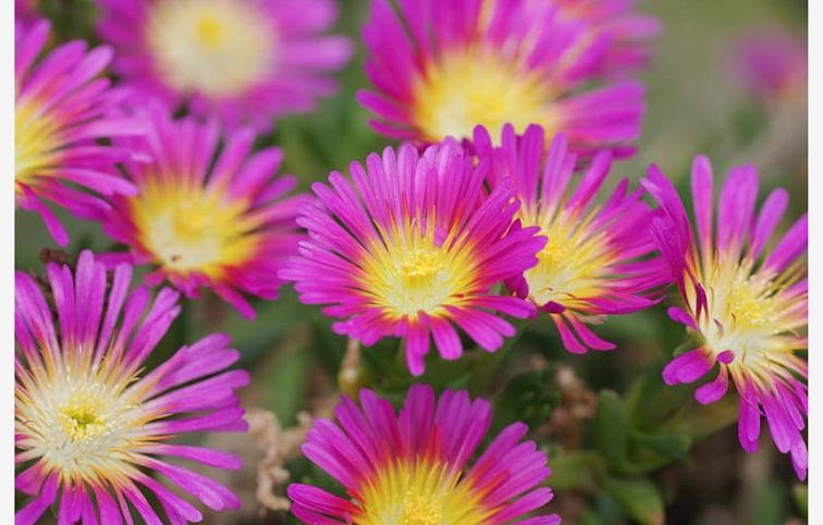 Poludňovka Wheels of Wonder Hot Pink- Delosperma, kont. 0,5 l