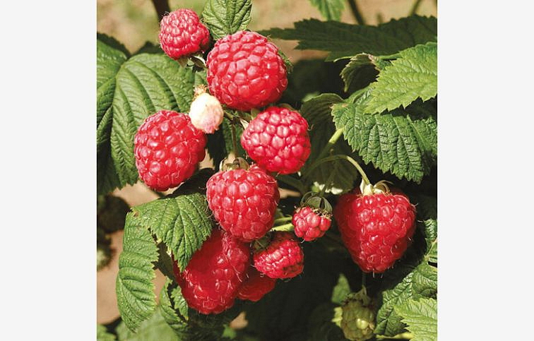 Malina Oktavia, voľnok.