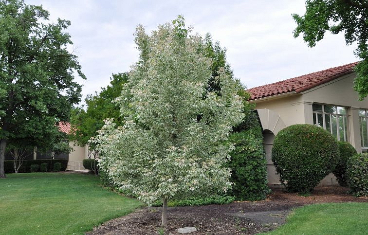 Javor jaseňolistý Flamingo na 220-230cm kmienku, v. 250-300cm, obv. kmeňa 6-8cm, kont. 30l