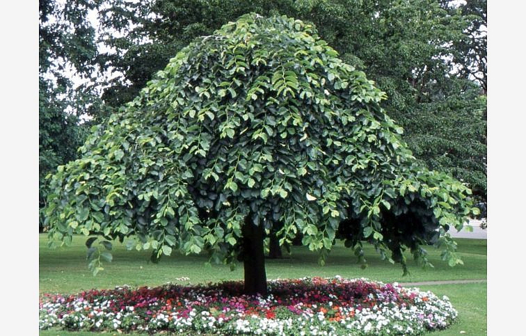 Brest horský Camperdownii na kmienku 240-260 cm, obvod kmeňa 8-10cm, kont. 25 l