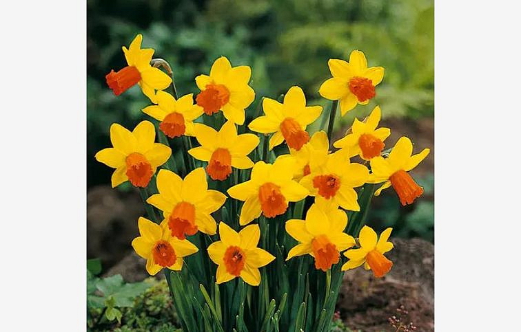 Narcis Yellow 40 ks v balení