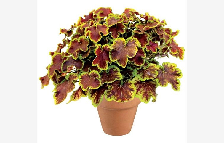 Heucherela Solar Eclipse - Heucherella, kont. 0,5 l