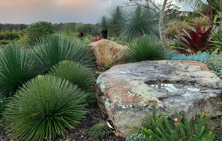 Agave GEMINIFLORA 15-20 cm, kont. 7,5 l