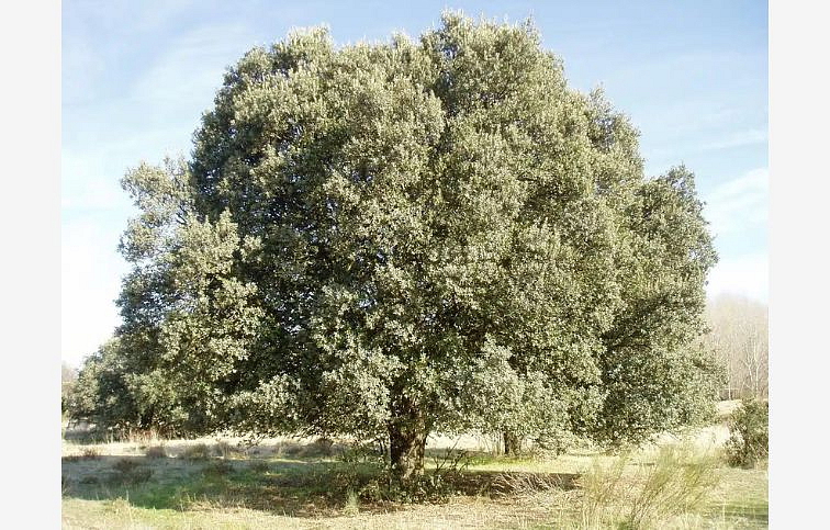 Dub cezmínový 160-180cm, rozvetvený, kont. 35 l