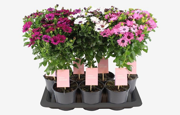 Africká sedmokráska ružovobiela na kmienku 30-40cm - Osteospermum, kont. p14