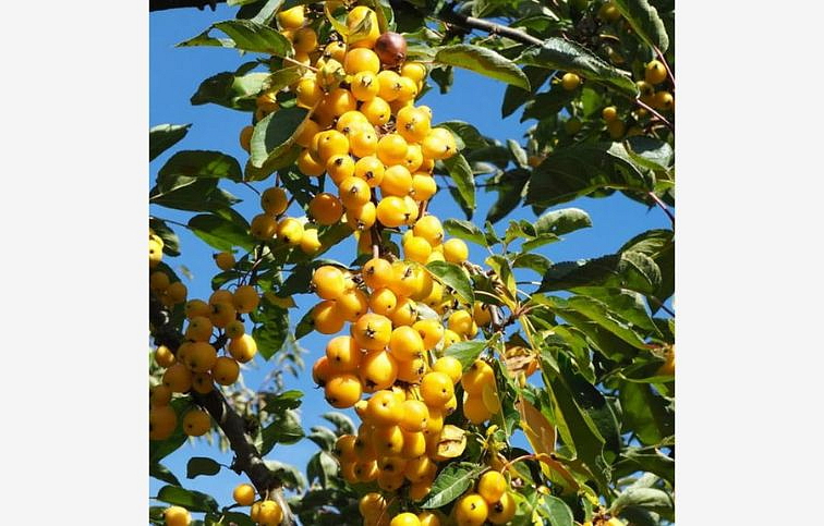 Okrasná jabloň Yellow Siberian na cca 110cm kmeni, v. 220-250cm obv. km. 12-14cm kont. 25l