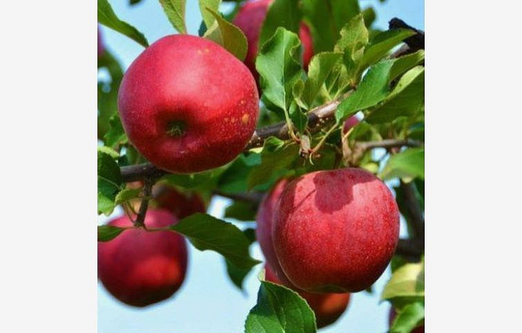Jabloň Dark Rubín, podp. M9, voľnok.