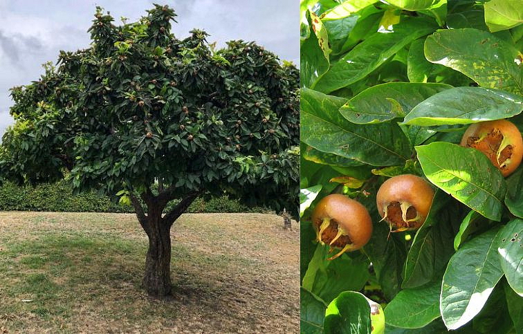 Mišpuľa obyčajná 70-100 cm, kont. 2 l
