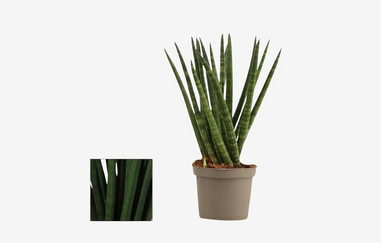Svokrin jazyk Spagetti cca 20 cm - Sansevieria cylindrica, kont. p9