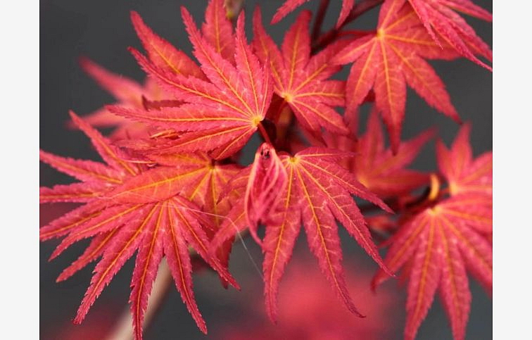 Javor dlaňovitolistý Phoenix 20-30 cm - Acer palmatum, kont. p10,5