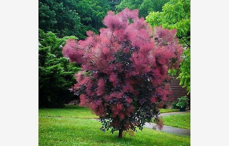 Škumpa vlasatá Royal Purple na cca 60cm kmienku, výška 80-100 cm, kont. 3 l