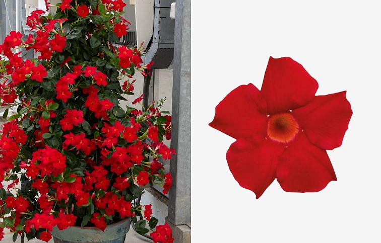 Mandevila Sundaville Classic Early Scarlet - Dipladenia, kont. 0,7 l