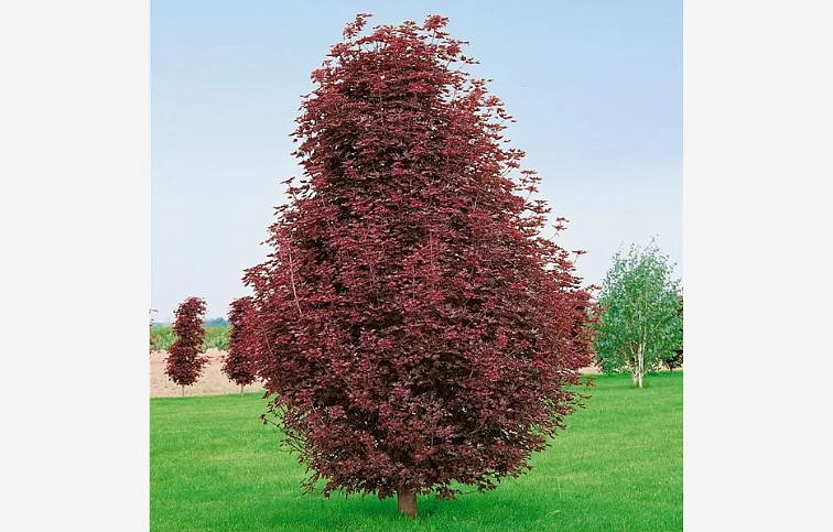 Javor mliečny CRIMSON SENTRY 200-250 cm rozvetvený, kont. 30 l