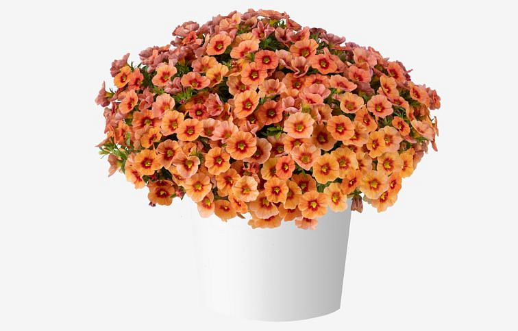 Minipetúnia Million Bells Eyeconic Orange - Calibrachoa, kont. 0,5 l