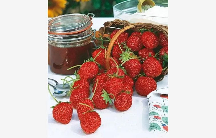 Jahody previsnuté stálerodiace Mara de Bois - Frigo sadba A, zväzok 10 ks