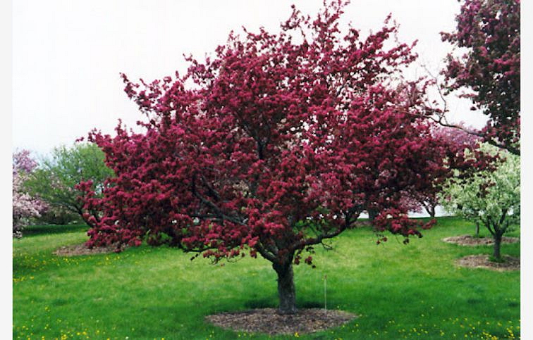 Okrasná jabloň Profusion na cca 200cm kmienku, v. 240-280cm, obvod kmeňa 8-10cm, kont. 30l
