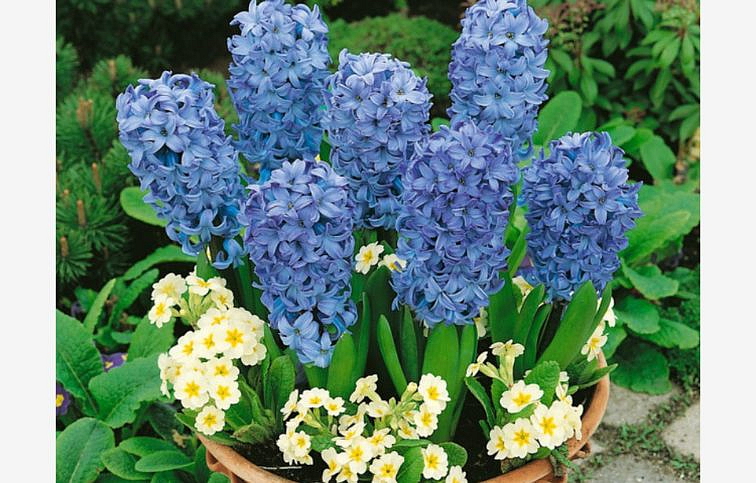 Hyacint Delft Blue 1 ks v kont. 0,5 l