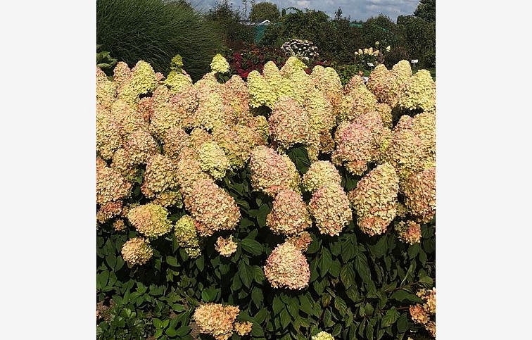 Hortenzia metlinatá Magical Candle 25-35 cm, kont. C2