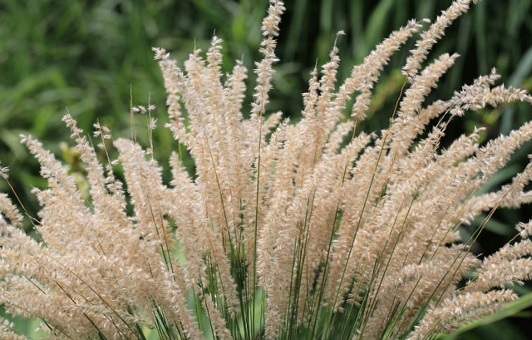 Mednička brvitá - Melica ciliata, kont. 0,5 l