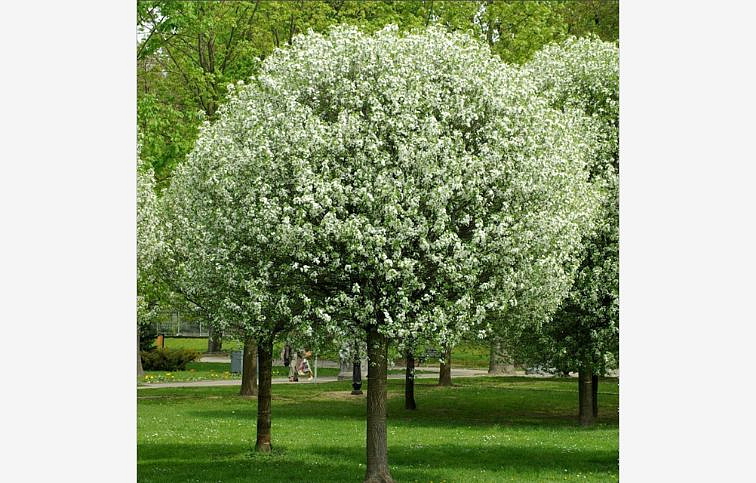 Višňa krovitá Umbraculifera na 200-220cm kmienku, v. 250-280cm, obv. km. 8-10cm, kont. 25l