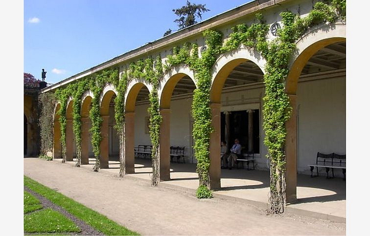 Akébia päťpočetná 70-90cm - Akebia quinata kont. 2 l