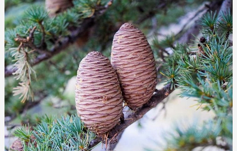 Céder libanonský 150-190 cm rozvetvený, kont. 30-35 l